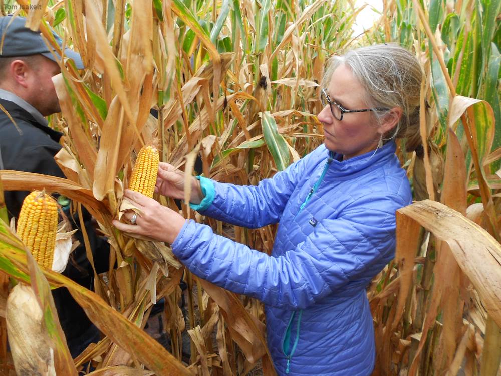 Dr. Jourdan Bell, AgriLife Extension agronomist, examines corn for Fusarium fungi. 